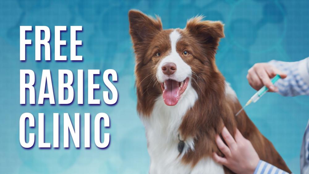 upcoming-animal-rabies-immunization-clinics-announced-chautauqua